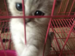 -壹六猫窝(谷德店)