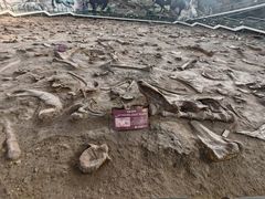 -诸城市恐龙博物馆