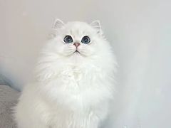 -北京京卫宠物寄养训练中心