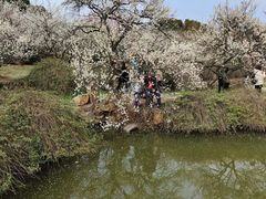 -香雪海