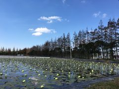 -上海长兴岛郊野公园