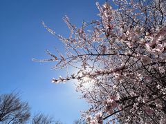 -北京西山国家森林公园