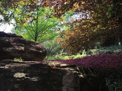 -铁山坪森林公园