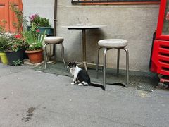 -加拉达石塔