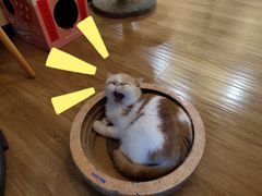 -滚猫咖啡·猫咖·猫友好撸猫(未来城店)