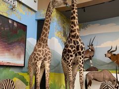 -陕西自然博物馆