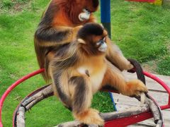 -西霞口神雕山野生动物世界