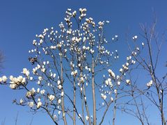 -泗洪洪泽湖湿地景区