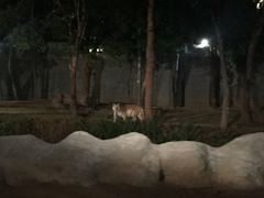 -清迈夜间动物园