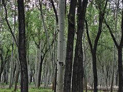 -森林公园(尖草坪区)