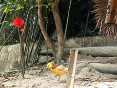 -海南槟榔谷黎苗文化旅游区