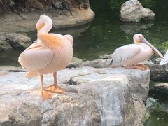 -昆明动物园