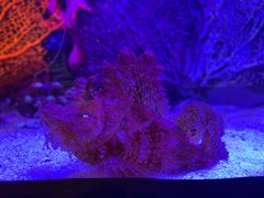 -瑞普利水族馆
