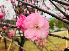 -天适樱花悠乐园
