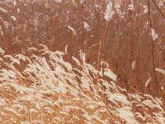 -野鸭湖国家湿地公园