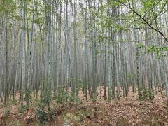 -九龙潭景区
