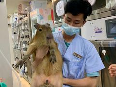 -立德异宠动物医院.兔鸟爬.内窥镜(天河店)