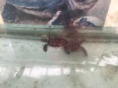 -广东惠东海龟国家级自然保护区