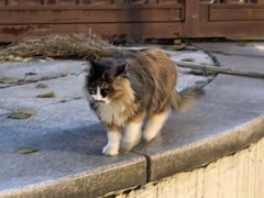 -纳吉亚猫专科动物医院·北北分院