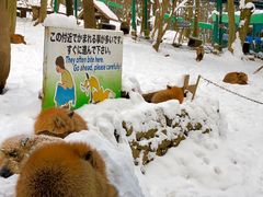 -宫城藏王狐狸村