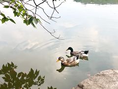 -白马涧龙池景区