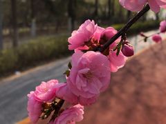 -大兴滨河森林公园