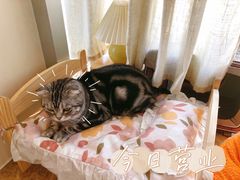 -Catmate·猫肥家润(金润铂宫店)