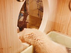 -屋虎猫馆(宝安大仟里店)