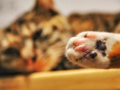 -猫的天空之城概念书店(杭州南宋御街店)