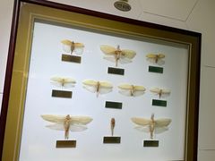 -上海昆虫博物馆