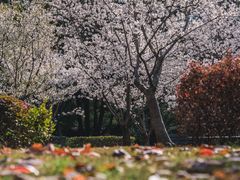-徐家汇源景区-衡山公园