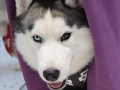 -Husky Go!哈士奇体验馆·宠物咖啡厅狗咖