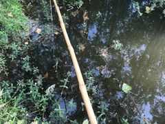 -合肥滨湖国家森林公园