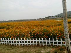 android_upload_pic-亚龙湾国际玫瑰谷