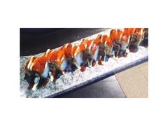 -鲤·鮨KOISUSHI