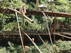 -西双版纳原始森林公园