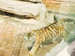 -青岛森林野生动物世界
