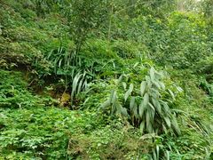 -重庆平顶山公园