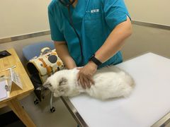 -爱妮康宠物医院·干细胞免疫细胞·肿瘤·心脏(张江店)