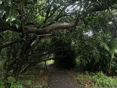 -南宁良凤江国家森林公园