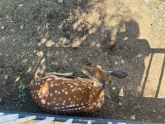 -丽泽山庄·生态怀柔菜·虹鳟鱼(红螺寺店)