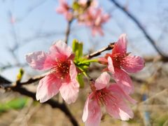 -天适樱花悠乐园