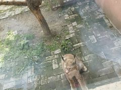 -青藏高原野生动物园