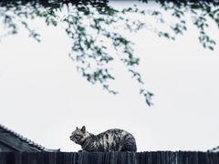 -扬州古运河