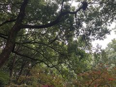 -杭州半山国家森林公园