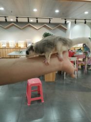 -Moni星球萌宠·小马宝莉·灵蛇·高端高阶全萌宠互动体验俱乐部(红豆国际广场店)