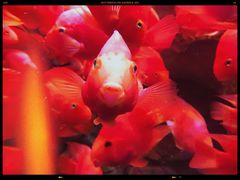 -哈尔滨波塞冬海底世界