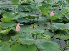 -合肥滨湖国家森林公园