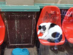 -猫咪博物馆(顶澳仔猫街店)