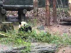 -都江堰中华大熊猫苑